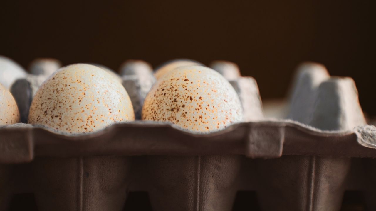 turkey-eggs-vs-chicken-eggs