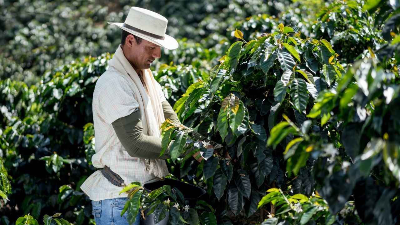 where-does-starbucks-get-their-coffee-beans